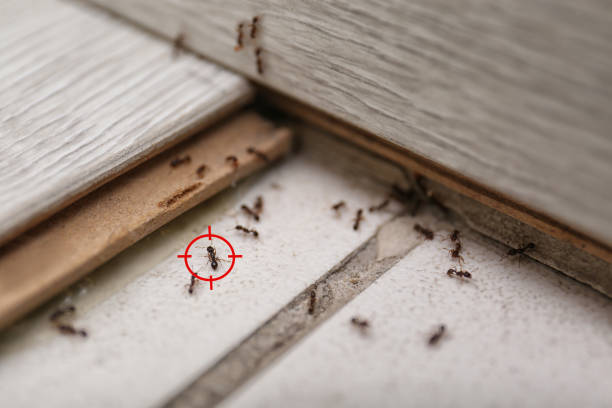 Best Termite Control Services  in Monte Sereno, CA