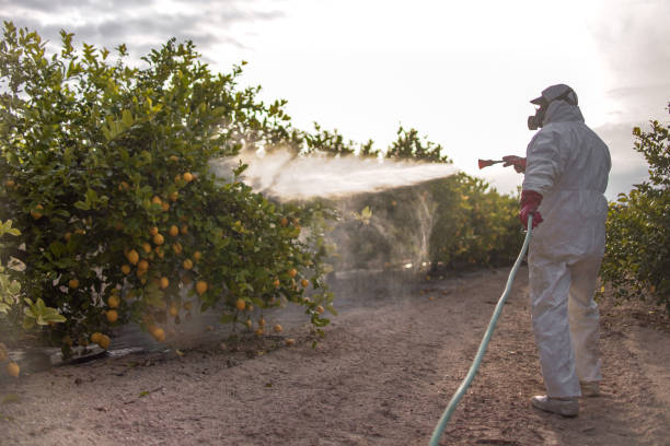 Best Local Pest Control Services  in Monte Sereno, CA